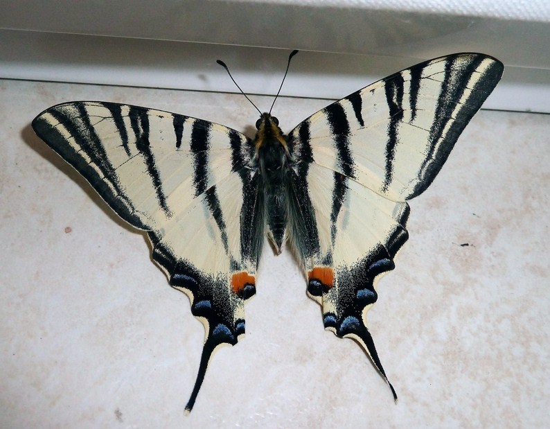 Iphiclides podalirius